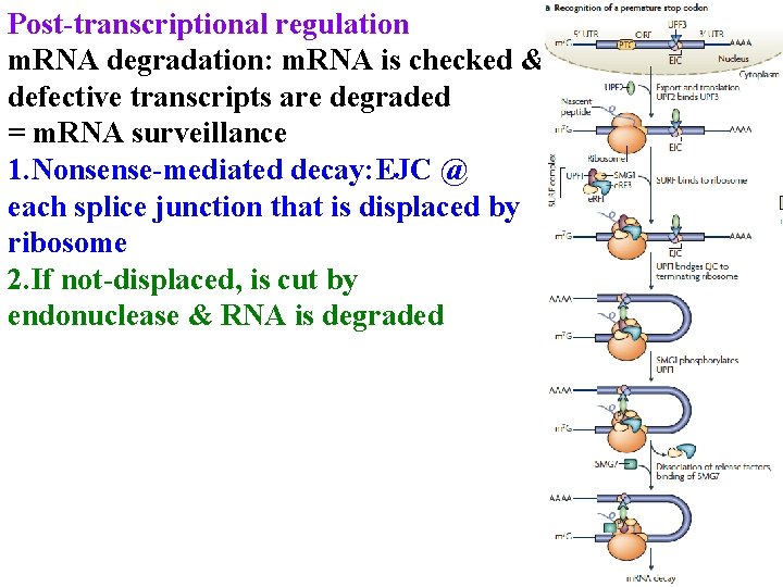 Post-transcriptional regulation m. RNA degradation: m. RNA is checked & defective transcripts are degraded