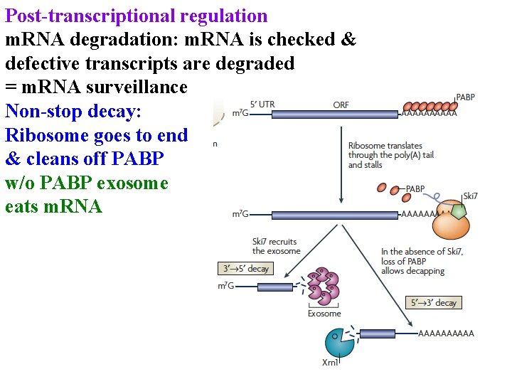 Post-transcriptional regulation m. RNA degradation: m. RNA is checked & defective transcripts are degraded