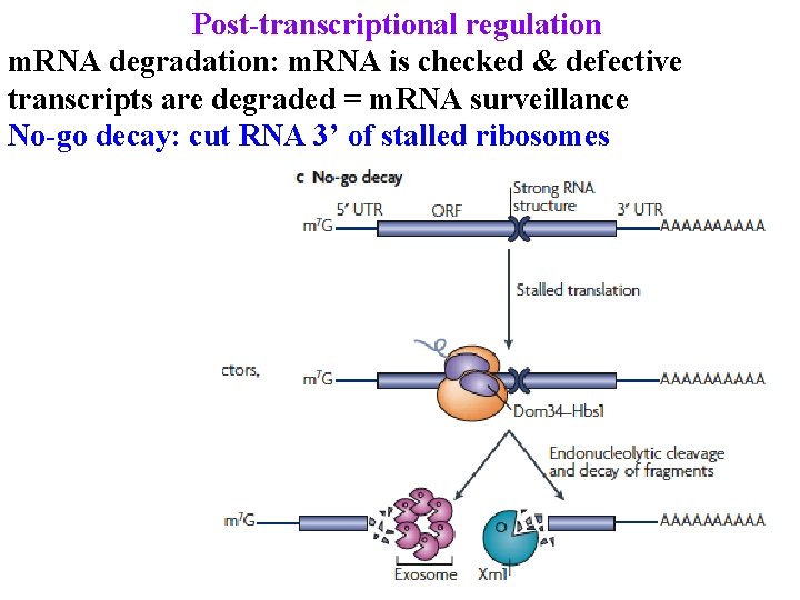 Post-transcriptional regulation m. RNA degradation: m. RNA is checked & defective transcripts are degraded