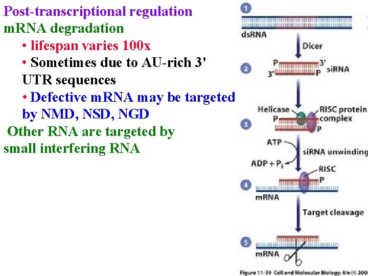 Post-transcriptional regulation m. RNA degradation • lifespan varies 100 x • Sometimes due to