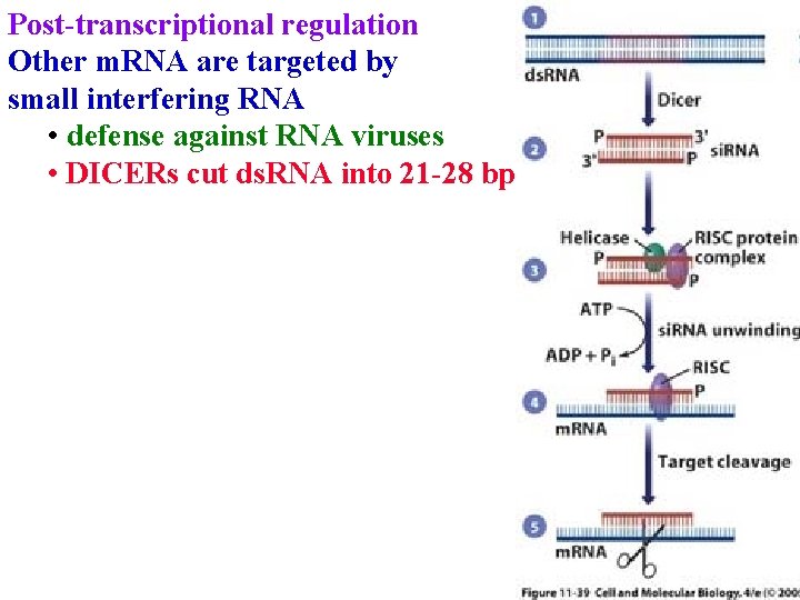 Post-transcriptional regulation Other m. RNA are targeted by small interfering RNA • defense against