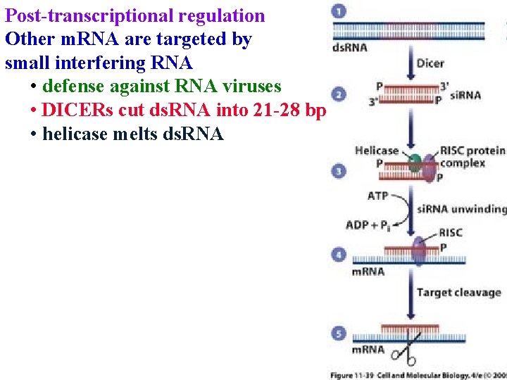 Post-transcriptional regulation Other m. RNA are targeted by small interfering RNA • defense against