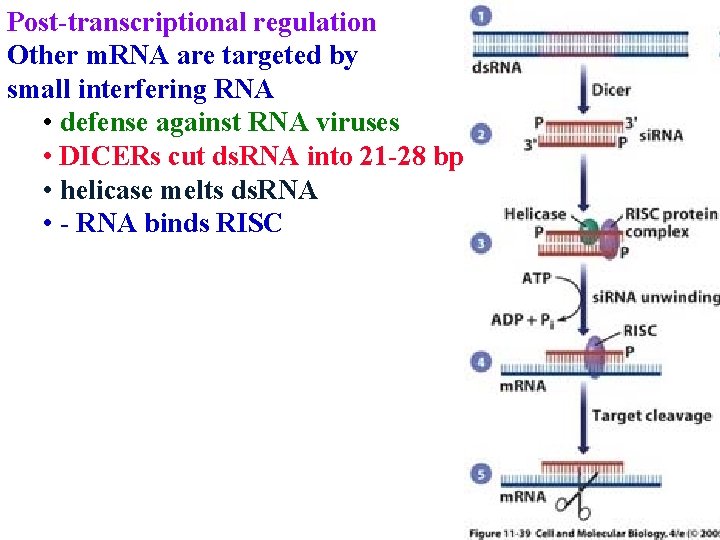 Post-transcriptional regulation Other m. RNA are targeted by small interfering RNA • defense against