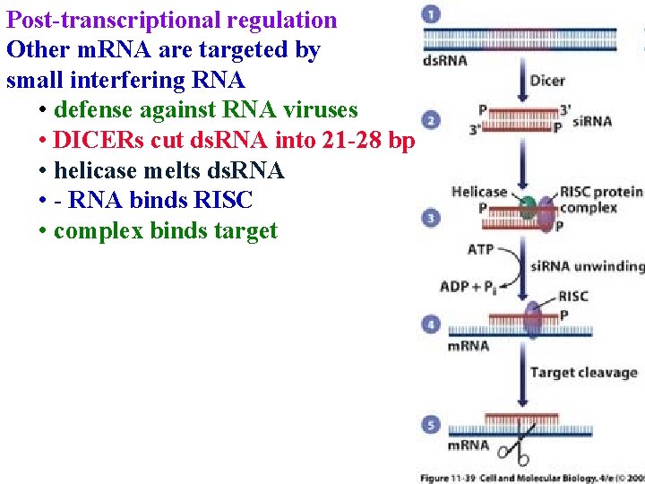 Post-transcriptional regulation Other m. RNA are targeted by small interfering RNA • defense against