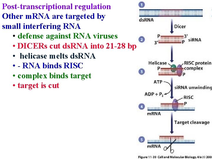 Post-transcriptional regulation Other m. RNA are targeted by small interfering RNA • defense against