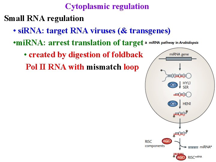 Cytoplasmic regulation Small RNA regulation • si. RNA: target RNA viruses (& transgenes) •