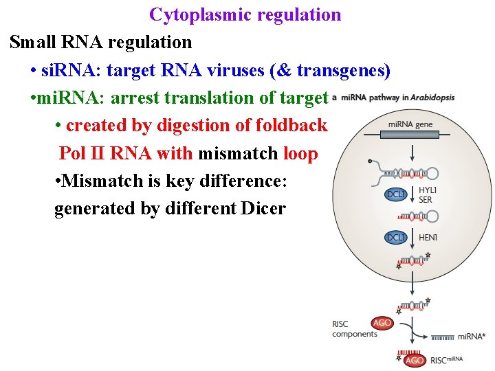 Cytoplasmic regulation Small RNA regulation • si. RNA: target RNA viruses (& transgenes) •