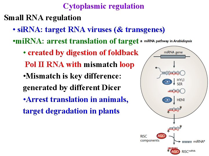 Cytoplasmic regulation Small RNA regulation • si. RNA: target RNA viruses (& transgenes) •