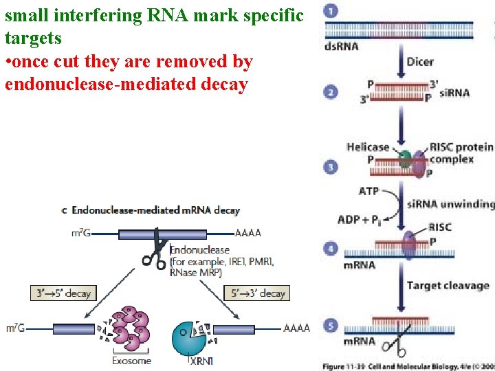 small interfering RNA mark specific targets • once cut they are removed by endonuclease-mediated