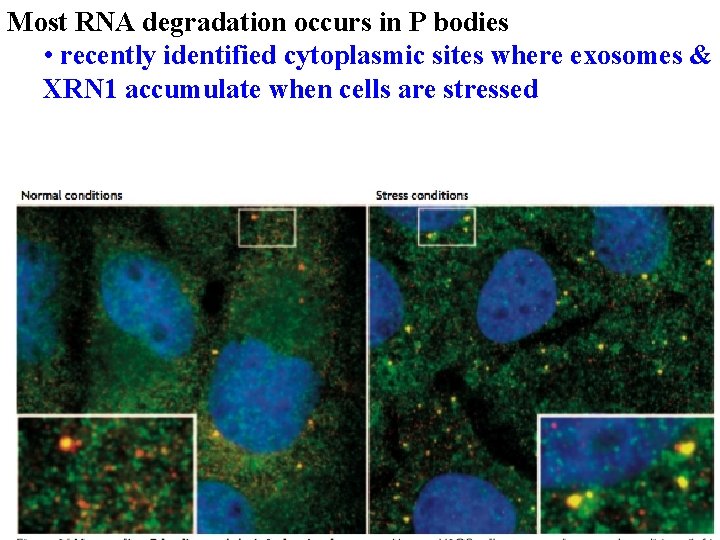 Most RNA degradation occurs in P bodies • recently identified cytoplasmic sites where exosomes