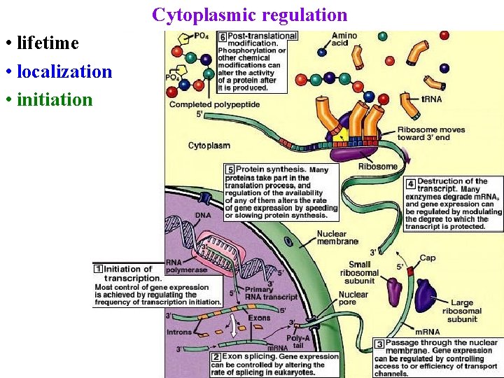 Cytoplasmic regulation • lifetime • localization • initiation 