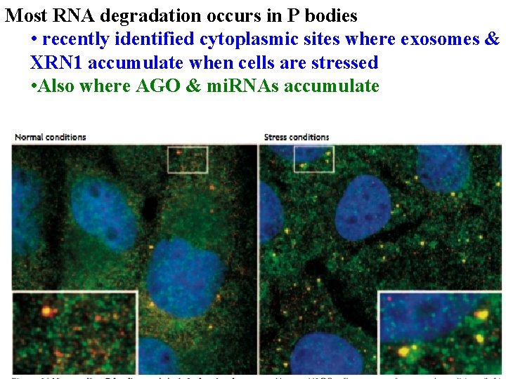 Most RNA degradation occurs in P bodies • recently identified cytoplasmic sites where exosomes