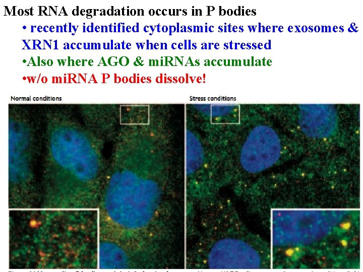 Most RNA degradation occurs in P bodies • recently identified cytoplasmic sites where exosomes