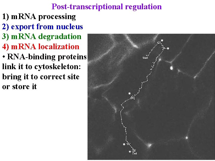 Post-transcriptional regulation 1) m. RNA processing 2) export from nucleus 3) m. RNA degradation