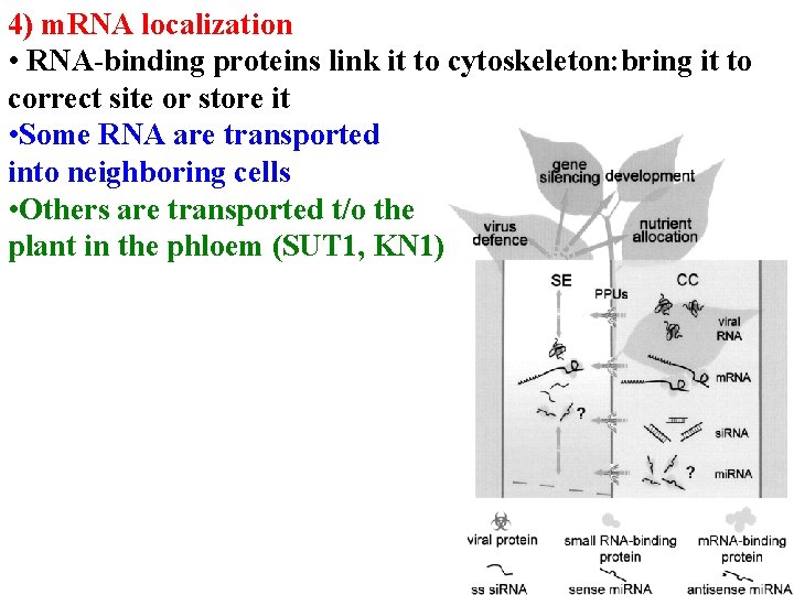 4) m. RNA localization • RNA-binding proteins link it to cytoskeleton: bring it to