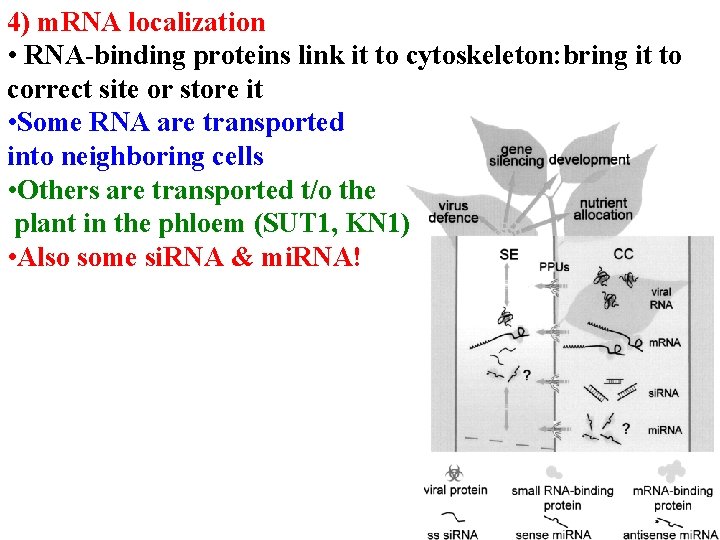 4) m. RNA localization • RNA-binding proteins link it to cytoskeleton: bring it to