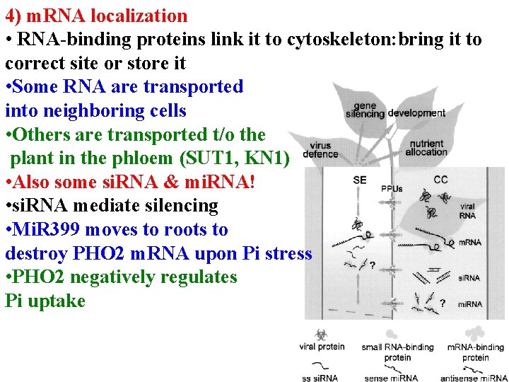 4) m. RNA localization • RNA-binding proteins link it to cytoskeleton: bring it to