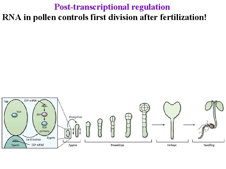 Post-transcriptional regulation RNA in pollen controls first division after fertilization! 