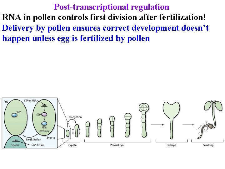 Post-transcriptional regulation RNA in pollen controls first division after fertilization! Delivery by pollen ensures