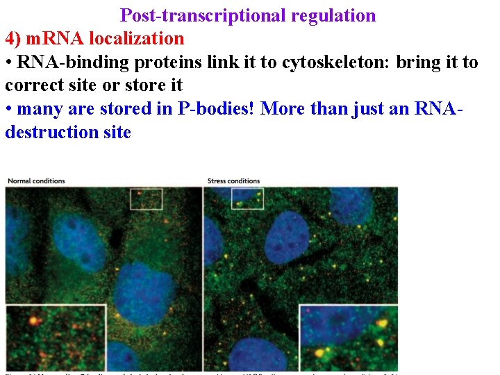 Post-transcriptional regulation 4) m. RNA localization • RNA-binding proteins link it to cytoskeleton: bring