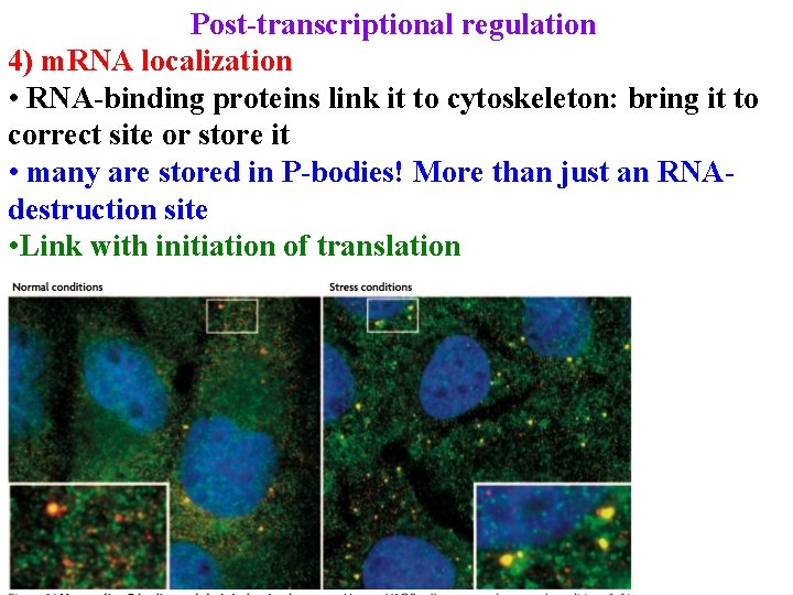 Post-transcriptional regulation 4) m. RNA localization • RNA-binding proteins link it to cytoskeleton: bring