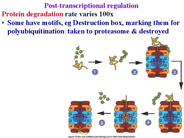 Post-transcriptional regulation Protein degradation rate varies 100 x • Some have motifs, eg Destruction