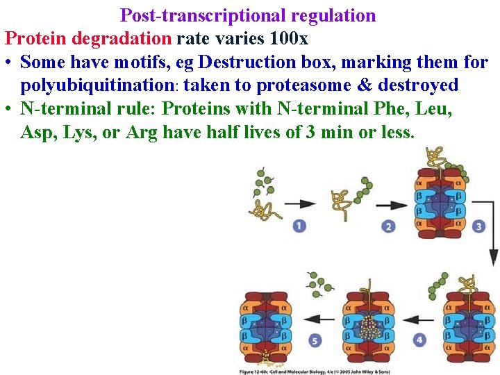 Post-transcriptional regulation Protein degradation rate varies 100 x • Some have motifs, eg Destruction