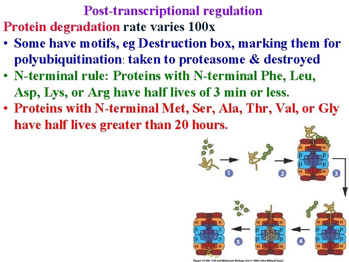 Post-transcriptional regulation Protein degradation rate varies 100 x • Some have motifs, eg Destruction