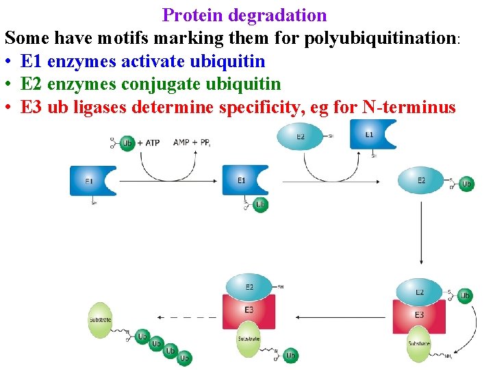 Protein degradation Some have motifs marking them for polyubiquitination: • E 1 enzymes activate