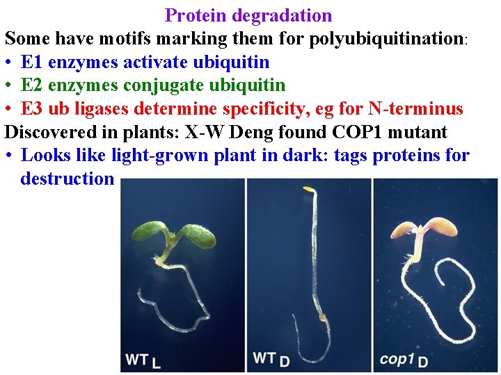 Protein degradation Some have motifs marking them for polyubiquitination: • E 1 enzymes activate