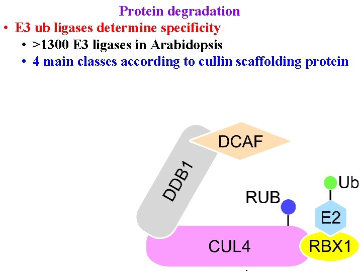Protein degradation • E 3 ub ligases determine specificity • >1300 E 3 ligases