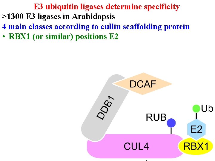 E 3 ubiquitin ligases determine specificity >1300 E 3 ligases in Arabidopsis 4 main