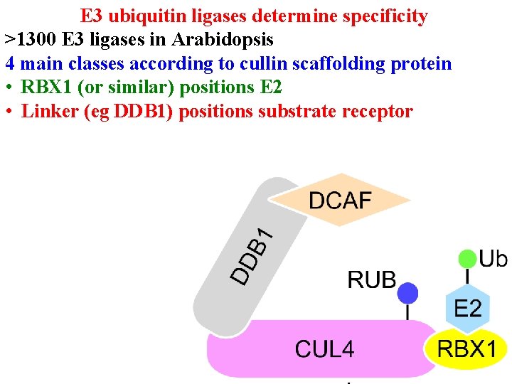 E 3 ubiquitin ligases determine specificity >1300 E 3 ligases in Arabidopsis 4 main