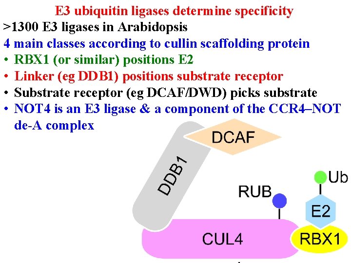 E 3 ubiquitin ligases determine specificity >1300 E 3 ligases in Arabidopsis 4 main