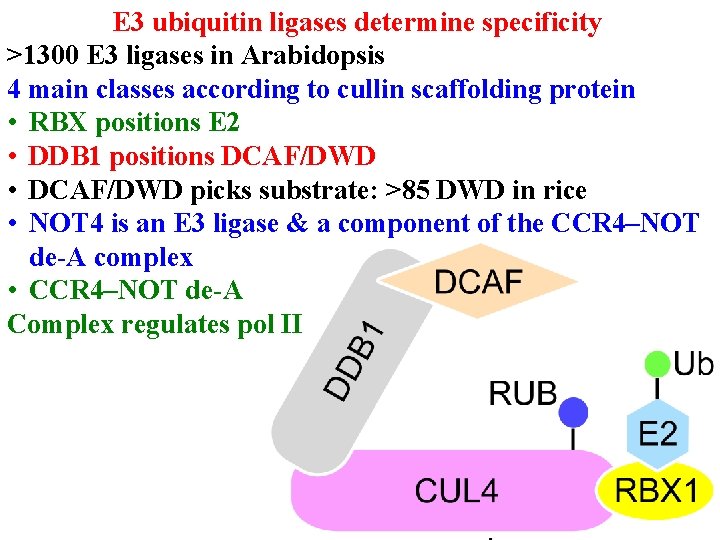 E 3 ubiquitin ligases determine specificity >1300 E 3 ligases in Arabidopsis 4 main