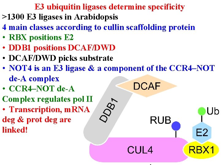 E 3 ubiquitin ligases determine specificity >1300 E 3 ligases in Arabidopsis 4 main