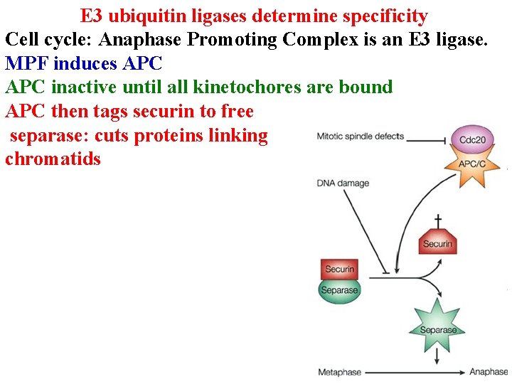 E 3 ubiquitin ligases determine specificity Cell cycle: Anaphase Promoting Complex is an E