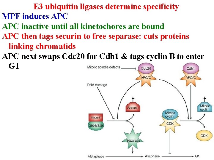 E 3 ubiquitin ligases determine specificity MPF induces APC inactive until all kinetochores are