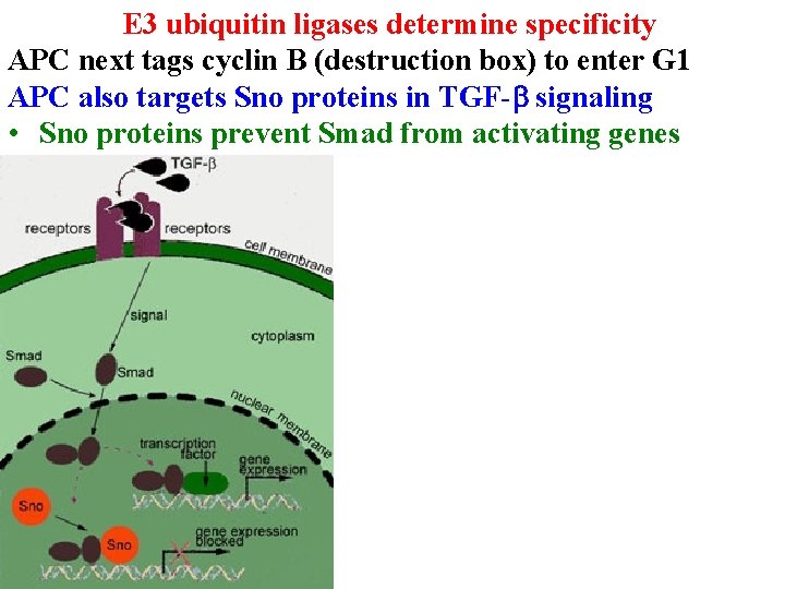 E 3 ubiquitin ligases determine specificity APC next tags cyclin B (destruction box) to