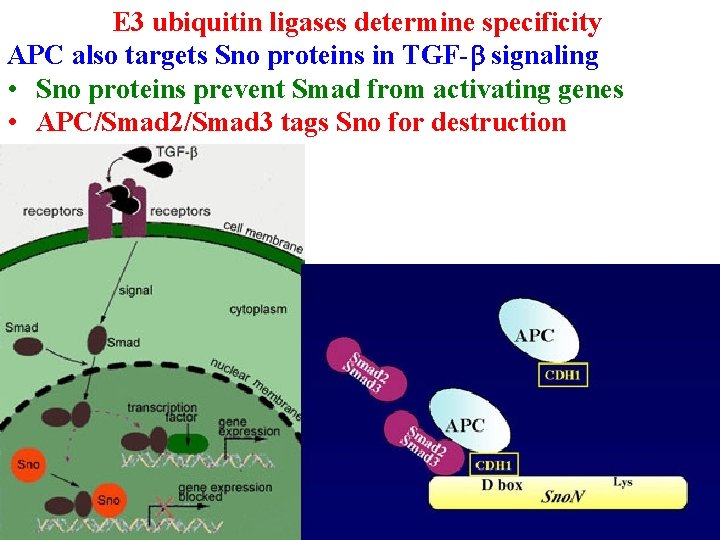 E 3 ubiquitin ligases determine specificity APC also targets Sno proteins in TGF-b signaling