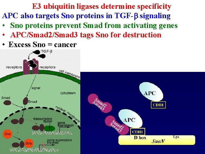 E 3 ubiquitin ligases determine specificity APC also targets Sno proteins in TGF-b signaling