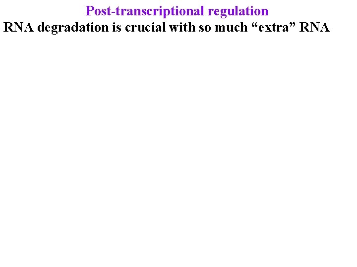 Post-transcriptional regulation RNA degradation is crucial with so much “extra” RNA 