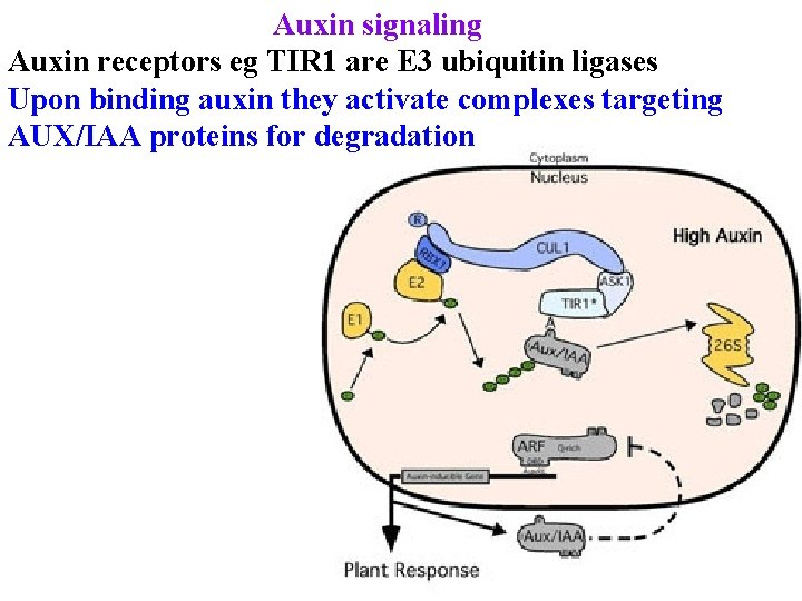 Auxin signaling Auxin receptors eg TIR 1 are E 3 ubiquitin ligases Upon binding