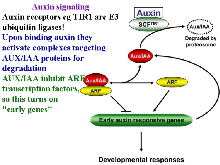 Auxin signaling Auxin receptors eg TIR 1 are E 3 ubiquitin ligases! Upon binding