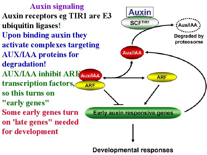 Auxin signaling Auxin receptors eg TIR 1 are E 3 ubiquitin ligases! Upon binding