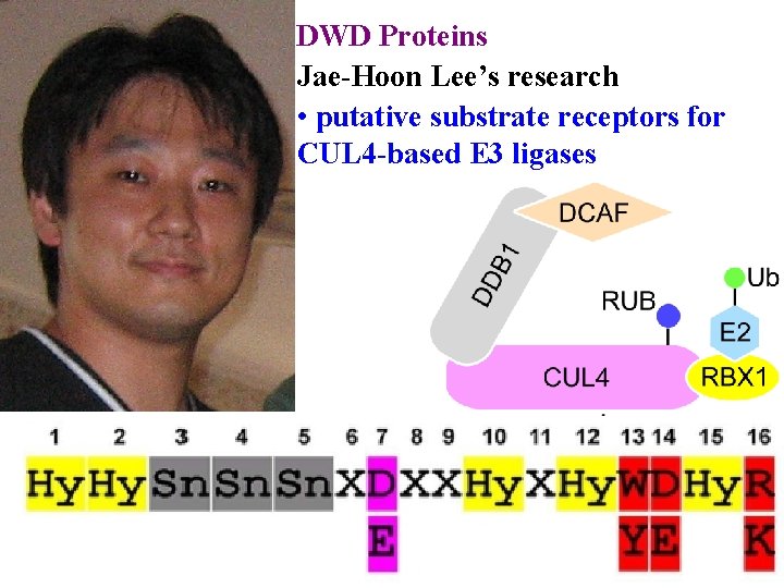 DWD Proteins Jae-Hoon Lee’s research • putative substrate receptors for CUL 4 -based E