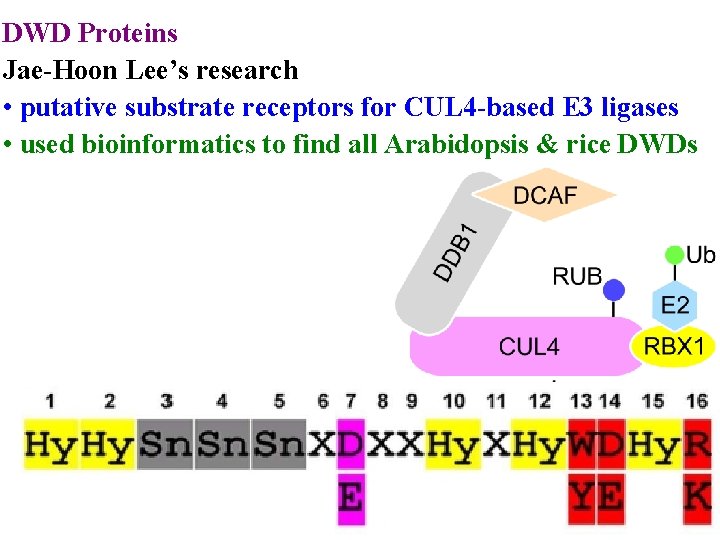 DWD Proteins Jae-Hoon Lee’s research • putative substrate receptors for CUL 4 -based E