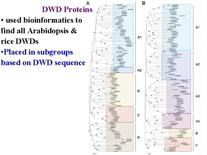 DWD Proteins • used bioinformatics to find all Arabidopsis & rice DWDs • Placed