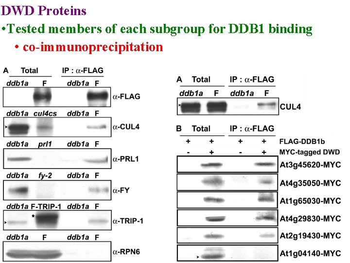 DWD Proteins • Tested members of each subgroup for DDB 1 binding • co-immunoprecipitation