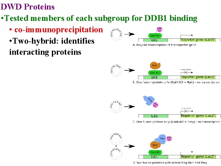 DWD Proteins • Tested members of each subgroup for DDB 1 binding • co-immunoprecipitation